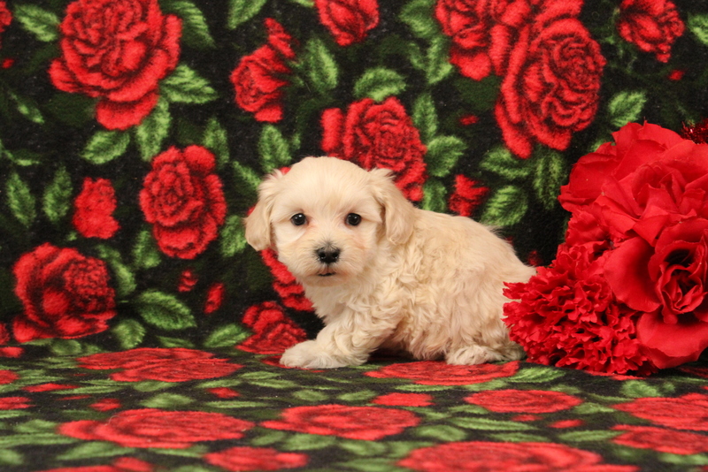 puppy, for, sale, Morkie-Poo, Matthew B. Stoltzfus, dog, breeder, Gap, PA, dog-breeder, puppy-for-sale, forsale, nearby, find, puppyfind, locator, puppylocator, aca